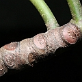 Rhizophora mucronata (Long-fruited Mangrove) at Machans Beach オオバヒルギ<br />Canon EOS KDX (400D) + EFS60 F2.8